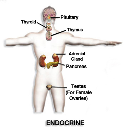 Endocrine