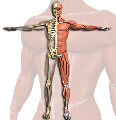 Musculoskeletal